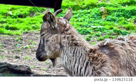 A CloseUp Image of a Mountain Goat Found in Its Natural Habitat, Capturing Its Beauty 139625118