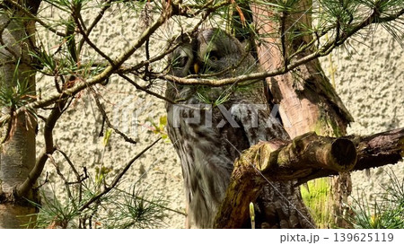 The Majestic Owl, skillfully camouflaged within the beauty of its natural habitat The Majestic Owl, skillfully camouflaged within the beauty of its natural habitat 139625119