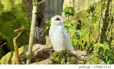 The Majestic White Owl gracefully inhabits its Natural Habitat in a stunning way 139625121