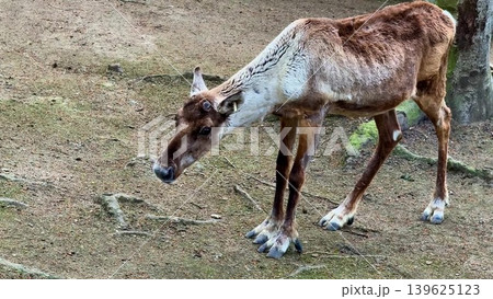 Wandering Reindeer Gracefully in Their Natural Habitat in Beautiful Landscapes and Nature Wandering Reindeer Gracefully in Their Natural Habitat in Beautiful Landscapes and Nature 139625123