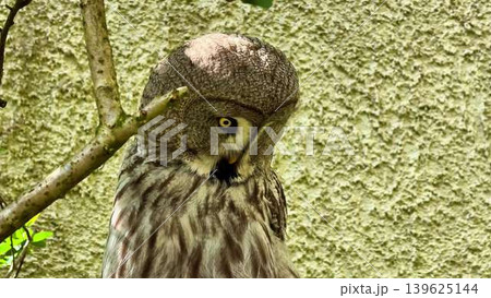 Captivating Owl Perched Gracefully Among Lush Branches, A Sight to Behold in Nature Captivating Owl Perched Gracefully Among Lush Branches, A Sight to Behold in Nature 139625144
