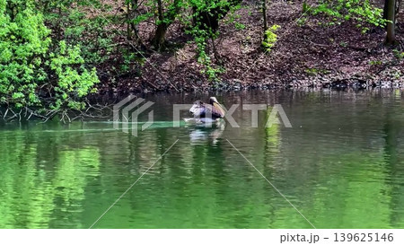 A picturesque and serene pond populated by ducks and pelicans, showcasing natures beauty 139625146