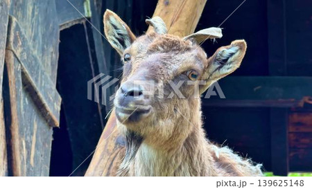 A Majestic Goat in Its Natural Habitat Captured Beautifully in CloseUp Photography 139625148