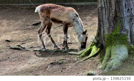 Reindeer Grazing at the Roots of Trees in a Natural Wildlife Setting, Surrounded by Nature Reindeer Grazing at the Roots of Trees in a Natural Wildlife Setting, Surrounded by Nature 139625150