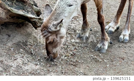 Reindeer can be seen foraging for food on the ground in their natural habitat, a wonderful spectacle Reindeer can be seen foraging for food on the ground in their natural habitat, a wonderful spectacle 139625151