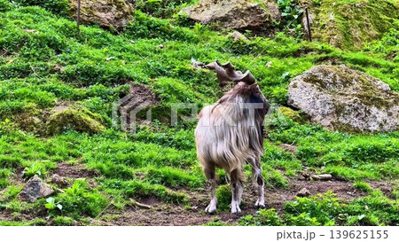Witness the Majestic Goat Grazing on the Lush Greenery of the Countryside Surroundings Witness the Majestic Goat Grazing on the Lush Greenery of the Countryside Surroundings 139625155