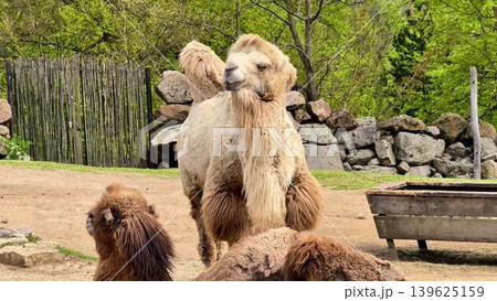 Stunning and beautiful Bactrian Camels gracefully roaming in a serene natural setting 139625159