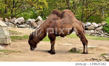 A Bactrian Camel grazes in its natural habitat, amid lush greenery and diverse wildlife A Bactrian Camel grazes in its natural habitat, amid lush greenery and diverse wildlife 139625162