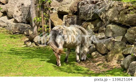 A Curious Pony Adventurously Exploring a Beautiful Scenic Outdoor Environment in Nature A Curious Pony Adventurously Exploring a Beautiful Scenic Outdoor Environment in Nature 139625164