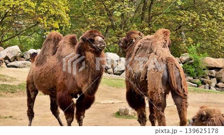 Two Bactrian Camels are seen peacefully in their Natural Setting, showcasing their unique behaviors Two Bactrian Camels are seen peacefully in their Natural Setting, showcasing their unique behaviors 139625178