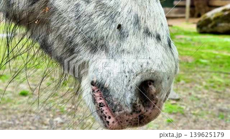 A CloseUp Shot of a Gray Horses Snout Taken in Its Natural Habitat Environment A CloseUp Shot of a Gray Horses Snout Taken in Its Natural Habitat Environment 139625179