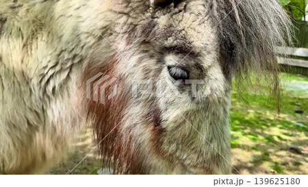 A closeup view of an incredibly majestic pony set against a beautiful natural backdrop 139625180