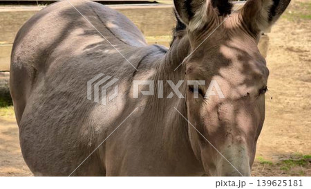 Discover the exquisite and rare horse species thriving in their natural habitat today 139625181