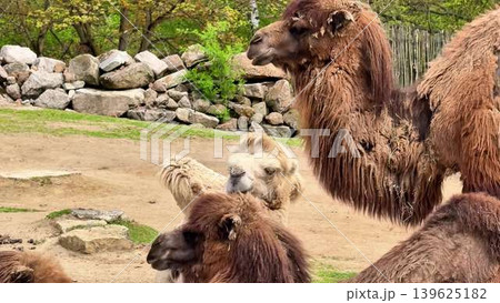 Beautiful Camels Relaxing Peacefully in Their Natural Desert Habitat Amongst Flora and Fauna 139625182