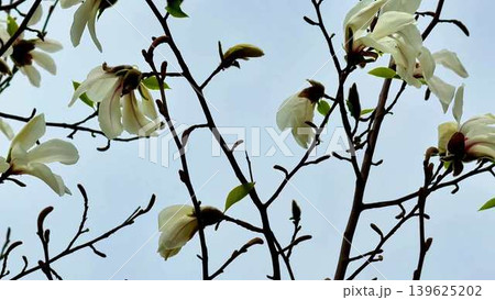 Magnolia blossoms gracefully adorn the branches against a stunning blue sky backdrop Magnolia blossoms gracefully adorn the branches against a stunning blue sky backdrop 139625202