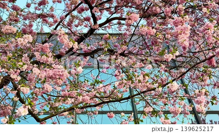 Gorgeous and Beautiful Spring Blossoms on a Tree Set Against a Clear Sky Background Gorgeous and Beautiful Spring Blossoms on a Tree Set Against a Clear Sky Background 139625217