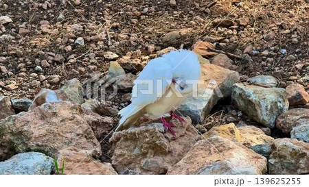 An Elegant White Bird Gracefully Resting Among Stones in Its Natural, Peaceful Setting An Elegant White Bird Gracefully Resting Among Stones in Its Natural, Peaceful Setting 139625255