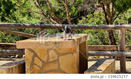 Pigeons perched on a Stone Table in a beautiful and Scenic Park, enhancing the atmosphere Pigeons perched on a Stone Table in a beautiful and Scenic Park, enhancing the atmosphere 139625257