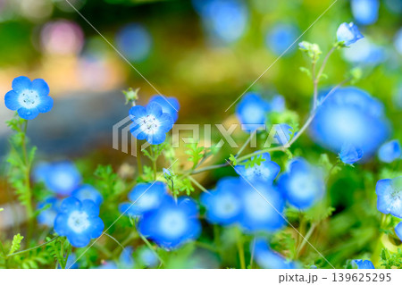 ネモフィラ　背景画像　背景イメージ 139625295