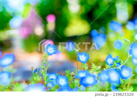 光に照らされた綺麗なネモフィラの花たち 背景画像 背景素材 背景イメージ 光に照らされた綺麗なネモフィラの花たち 背景画像 背景素材 背景イメージ 139625320