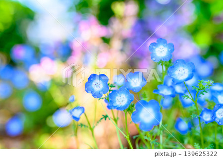 光に照らされた綺麗なネモフィラの花たち　背景画像　背景素材　背景イメージ　 139625322