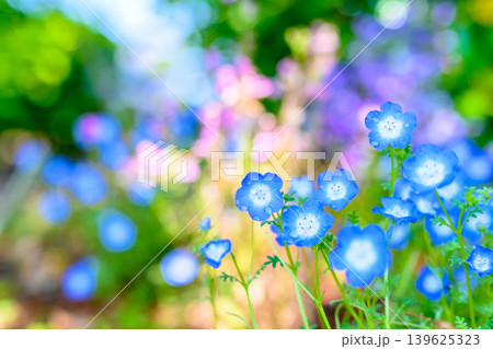 光に照らされた綺麗なネモフィラの花たち 背景画像 背景素材 背景イメージ 光に照らされた綺麗なネモフィラの花たち 背景画像 背景素材 背景イメージ 139625323