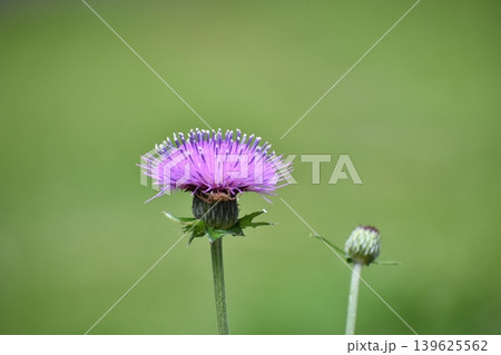 アザミの花 アザミの花 139625562