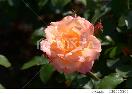 スプニール・ドゥ・アンネ・フランク バラの花 スプニール・ドゥ・アンネ・フランク バラの花 139625563