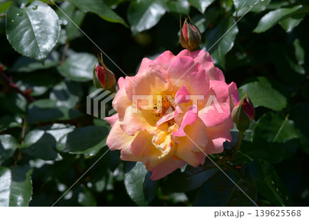 スプニール・ドゥ・アンネ・フランク　バラの花 139625568