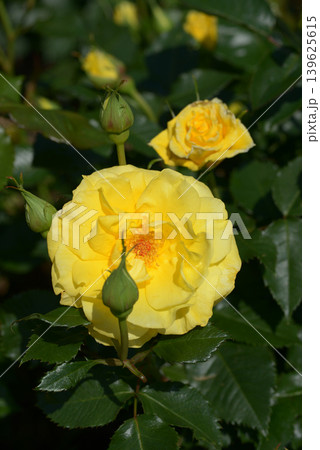 フリージア バラの花 フリージア バラの花 139625615