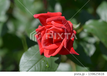 貴船　バラの花 139625616