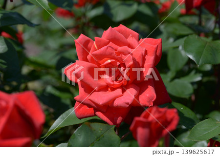 貴船 バラの花 貴船 バラの花 139625617