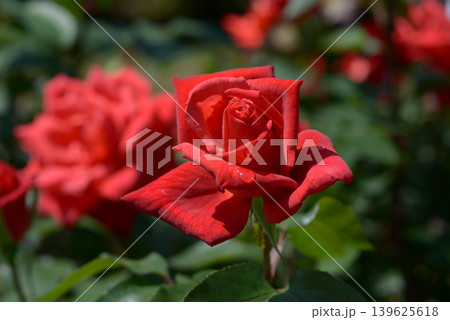 貴船　バラの花 139625618