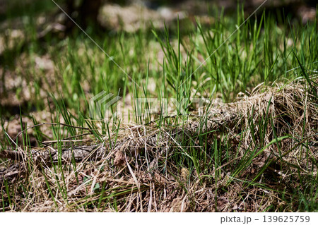 Close up of vibrant green grass growing from dry brown earth and old foliage. Bright sunlight illuminates new blades, creating a vivid contrast in the natural outdoor setting Close up of vibrant green grass growing from dry brown earth and old foliage. Bright sunlight illuminates new blades, creating a vivid contrast in the natural outdoor setting 139625759