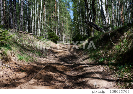 A winding dirt path stretches into the distance, flanked by lush green grass and towering birch and pine trees within a vibrant forest under bright sunlight A winding dirt path stretches into the distance, flanked by lush green grass and towering birch and pine trees within a vibrant forest under bright sunlight 139625765