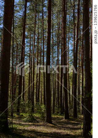 Many tall pine trees with dark brown trunks and green needles stand tall under a clear blue sky 139625766