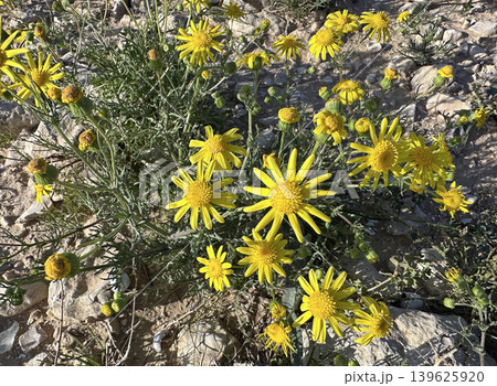 Spring blossom Senecio (Senecio glaucus) 139625920