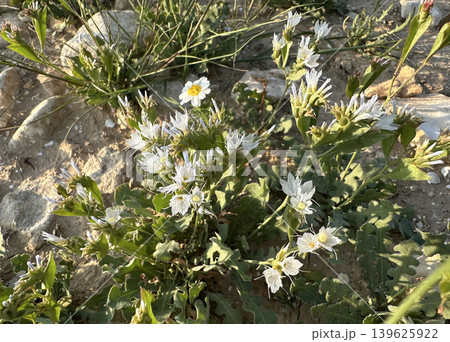 Desert Statice or Winged Sea Lavender (Limonium lobatum) Desert Statice or Winged Sea Lavender (Limonium lobatum) 139625922