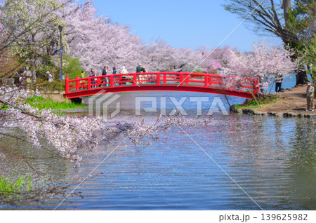 【臥竜公園】春の竜ヶ池【須坂市】 139625982