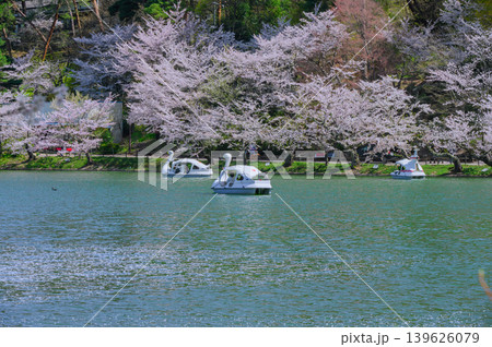 【臥竜公園】竜ヶ池のスワンボート【須坂市】 139626079
