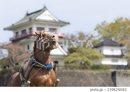 わくや桜まつりの東北輓馬競技大会 障害を超える輓馬 139626082