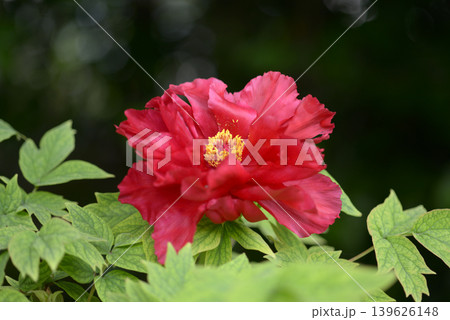岩戸鏡 ボタンの花 岩戸鏡 ボタンの花 139626148