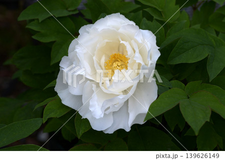 左大臣 ボタンの花 左大臣 ボタンの花 139626149