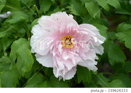 白神 ボタンの花 白神 ボタンの花 139626153
