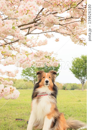 八重桜とシェルティ 八重桜とシェルティ 139626180