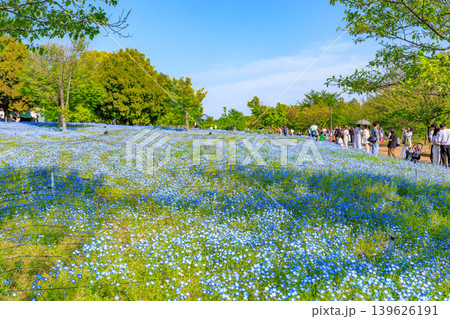 東京　足立区　舎人公園　ネモフィラ花壇 139626191