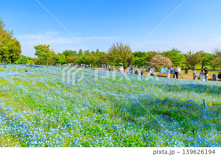 東京 足立区 舎人公園 ネモフィラ花壇 東京 足立区 舎人公園 ネモフィラ花壇 139626194
