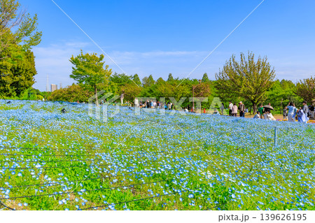 東京 足立区 舎人公園 ネモフィラ花壇 東京 足立区 舎人公園 ネモフィラ花壇 139626195