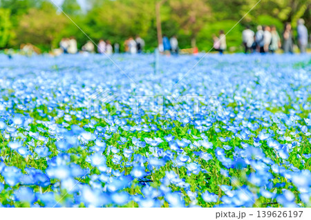 東京 足立区 舎人公園 ネモフィラ花壇 東京 足立区 舎人公園 ネモフィラ花壇 139626197