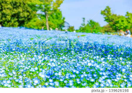 東京 足立区 舎人公園 ネモフィラ花壇 東京 足立区 舎人公園 ネモフィラ花壇 139626198